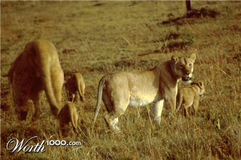 Photoshop Design by bovea1