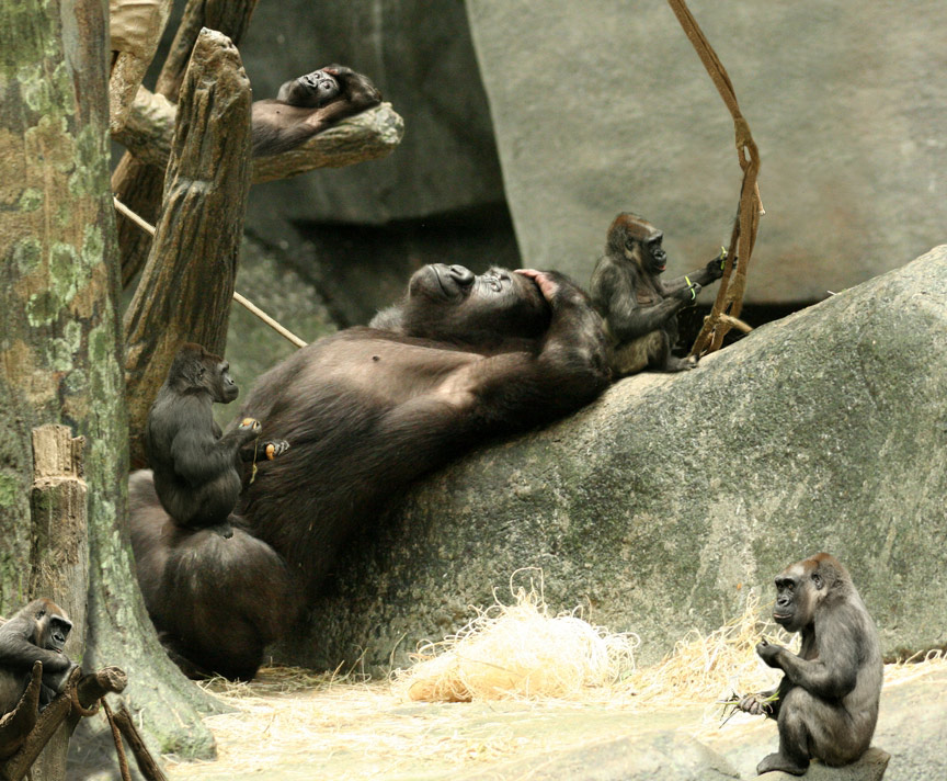 Design Photoshop par stormr pour DesignCrowd (Community Contests) | Design #8944333