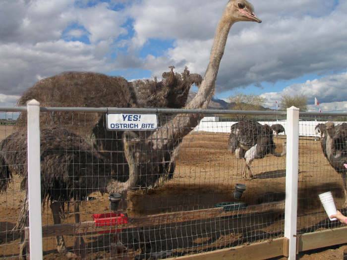 Photoshop Design by ananon for DesignCrowd (Community Contests) | Design #8944297