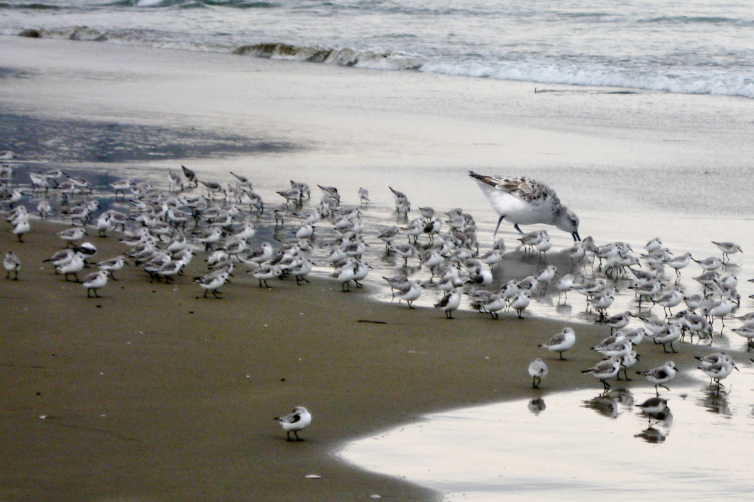 Diseño de Photoshop por murxell para DesignCrowd (Community Contests) | Diseño #8944381