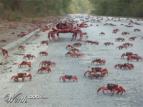 Photoshop Design by whranger97