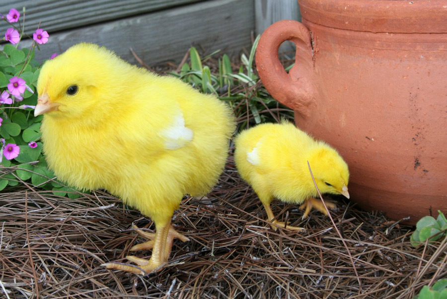 Design Photoshop par mikemuggles pour DesignCrowd (Community Contests) | Design #8944457