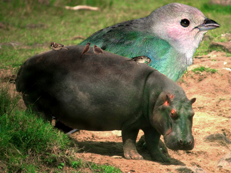 Design Photoshop par Pertubado pour DesignCrowd (Community Contests) | Design #8944427