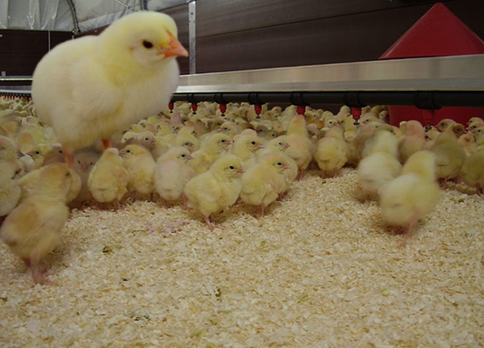 Diseño de Photoshop por madscotsman para DesignCrowd (Community Contests) | Diseño #8944561