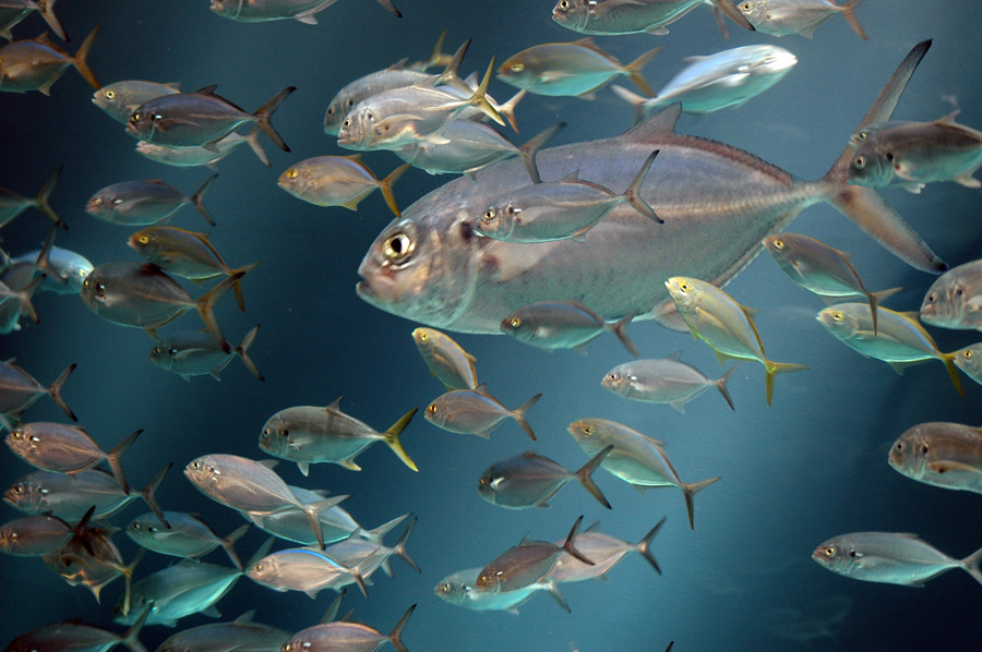 Photoshop Design by snakebit for DesignCrowd (Community Contests) | Design #8944554