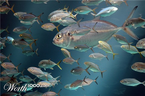 Photoshop Design by snakebit