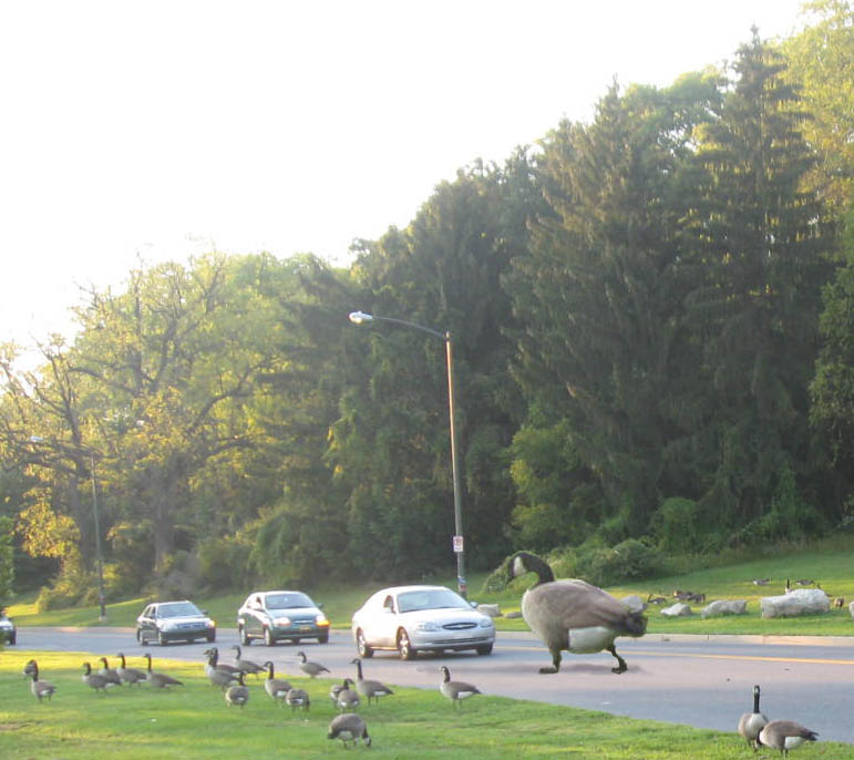 Photoshop Design by dc233384 for DesignCrowd (Community Contests) | Design #8944538