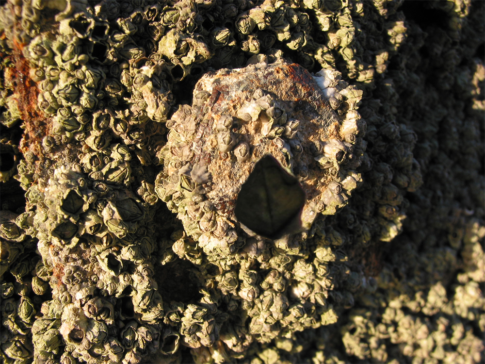 Diseño de Photoshop por CapnHank para DesignCrowd (Community Contests) | Diseño #8944587