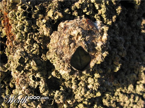 Photoshop Design by CapnHank