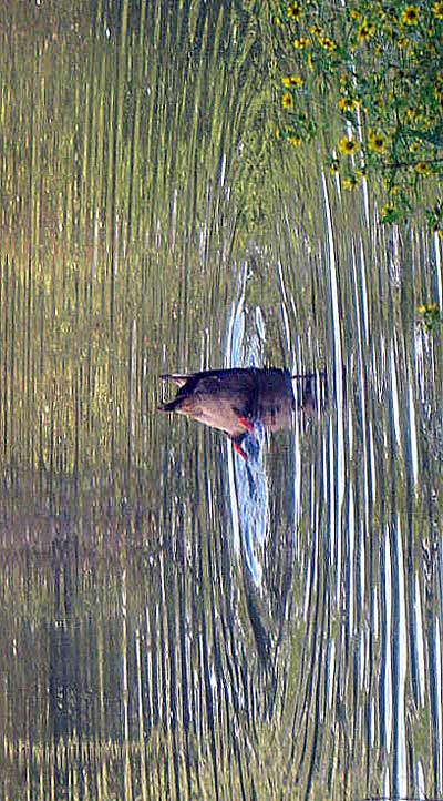 Photography by dc233384 for DesignCrowd (Community Contests) | Design #8951711