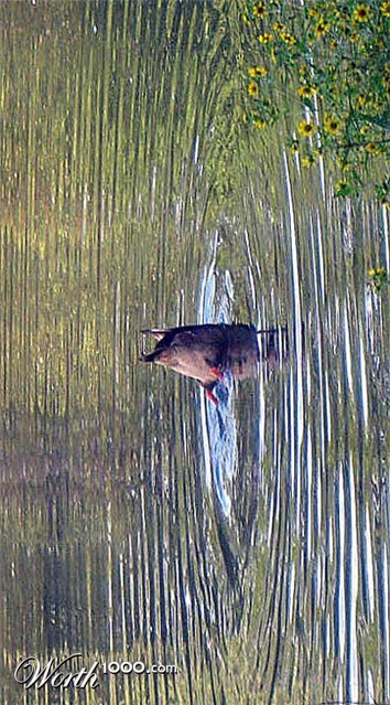 Photography by dc233384