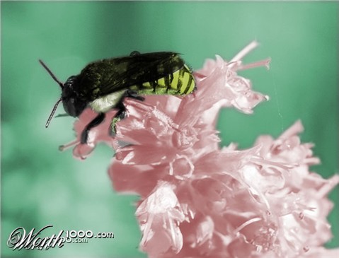 Photoshop Design by BoHyLeRbr