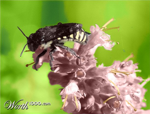 Photoshop Design by anacleto