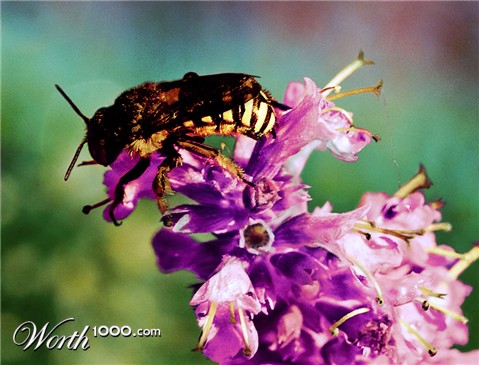 Photoshop Design by Alliex