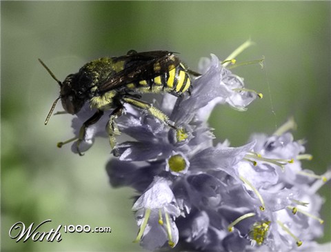 Photoshop Design by ama168