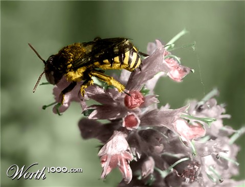 Photoshop Design by Chimmi