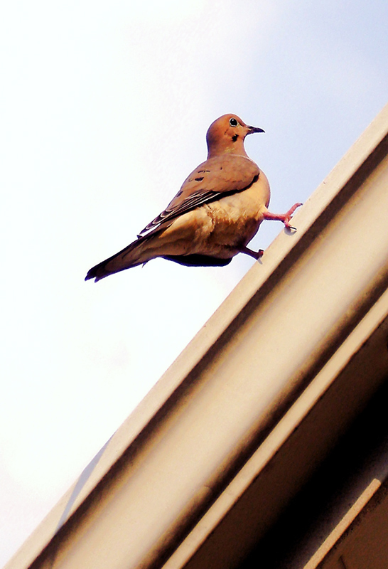 Fotografie von mangoslushy für DesignCrowd (Community Contests) | Design #8945198