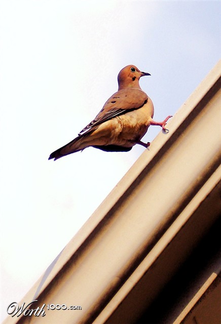 Photography by mangoslushy