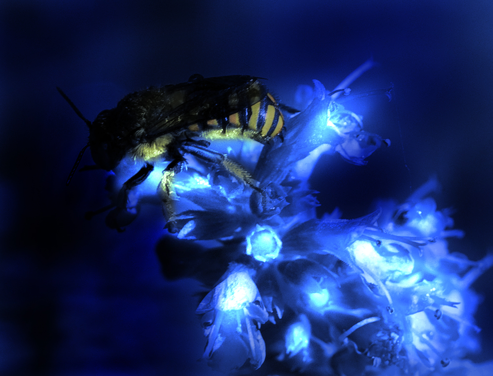 Photoshop Design by scallywag for DesignCrowd (Community Contests) | Design #8950207