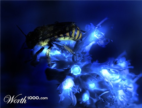 Photoshop Design by scallywag