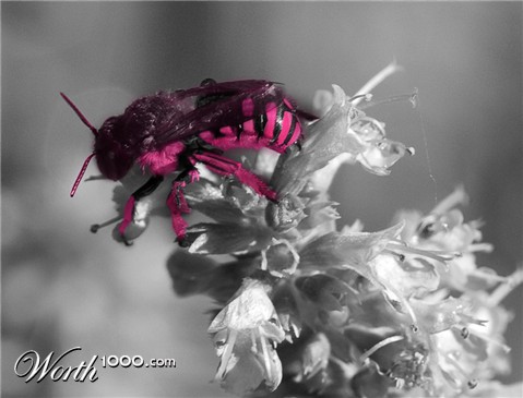 Photoshop Design by evochic