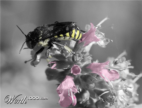 Photoshop Design by TishTerror
