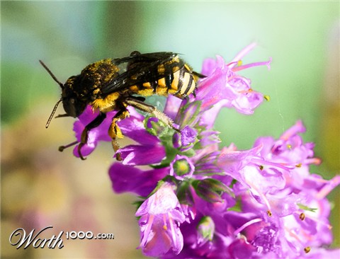 Photoshop Design by PixelDustMT