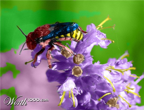 Photoshop Design by kushsolitary