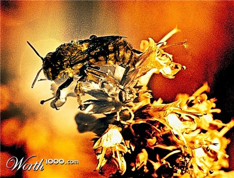 Photoshop Design by Nasturtium