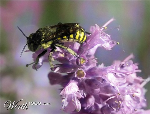 Photoshop design by nlongfx for DesignCrowd (Community Contests)