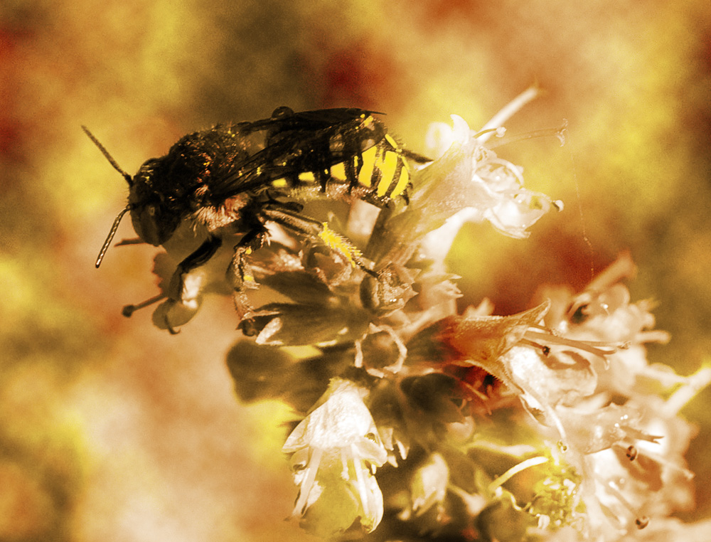 Design Photoshop par GByrd1982 pour DesignCrowd (Community Contests) | Design #8950271