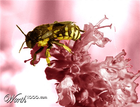 Photoshop Design by zero22