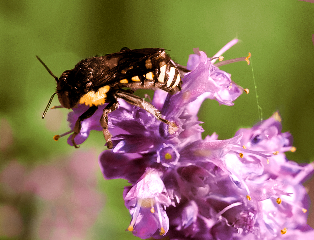 Photoshop Design by Ringozo for DesignCrowd (Community Contests) | Design #8950297