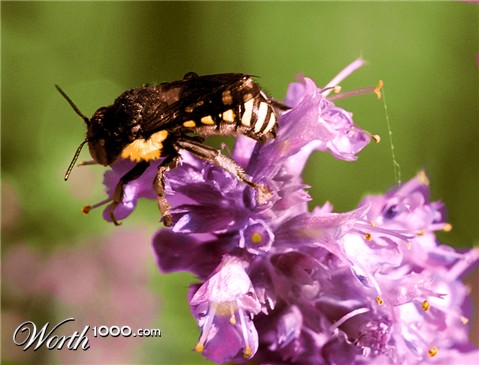 Photoshop Design by Ringozo