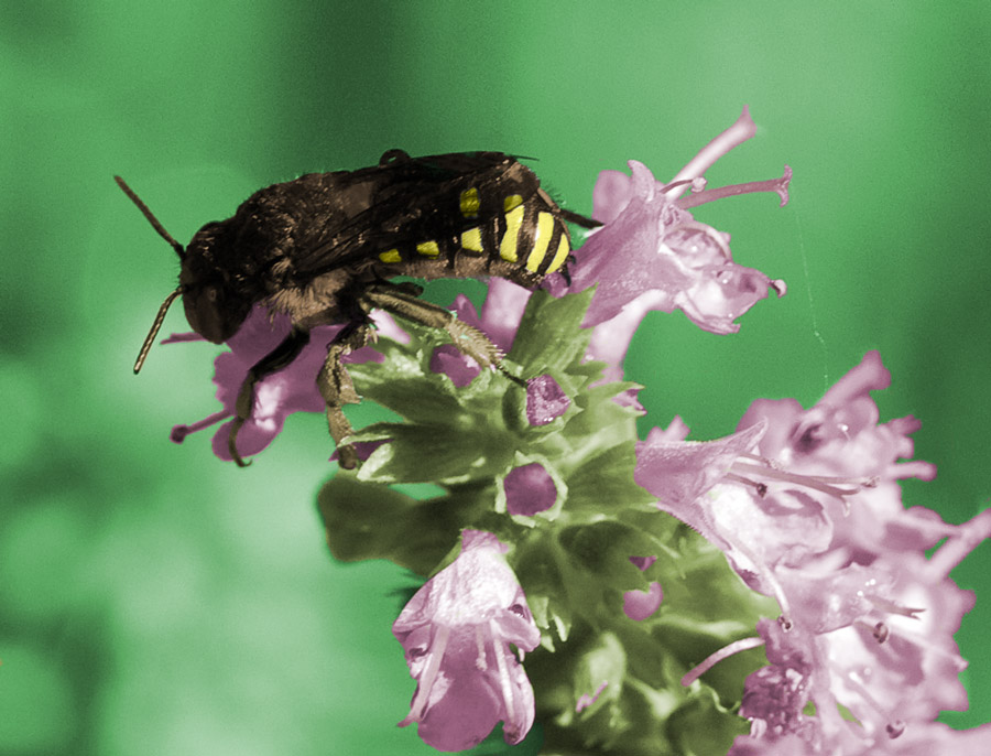 Photoshop Design by JessBurnette for DesignCrowd (Community Contests) | Design #8950253