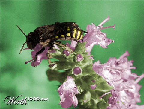 Photoshop Design by JessBurnette