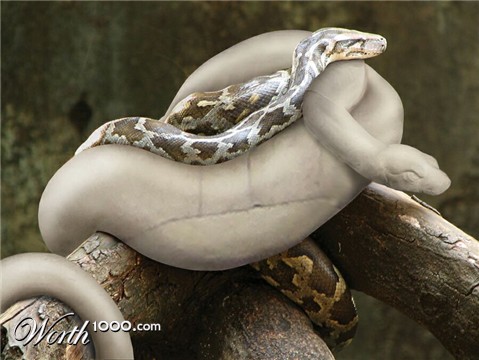 Photoshop Design by GeshaR