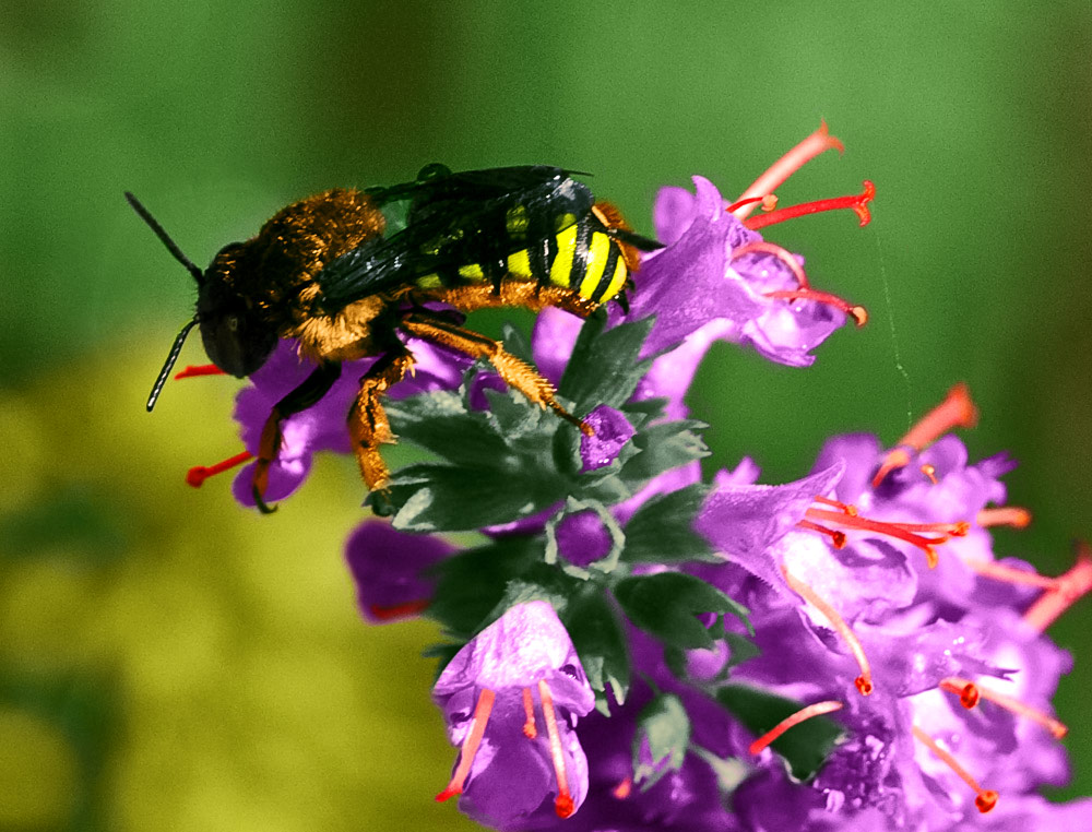 Photoshop Design by tammuz for DesignCrowd (Community Contests) | Design #8950246