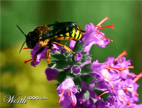 Photoshop Design by tammuz