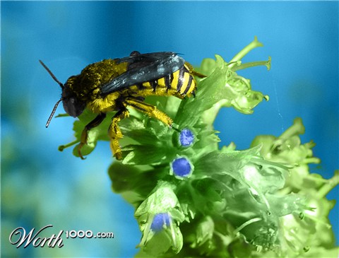 Photoshop Design by PixelTestMT