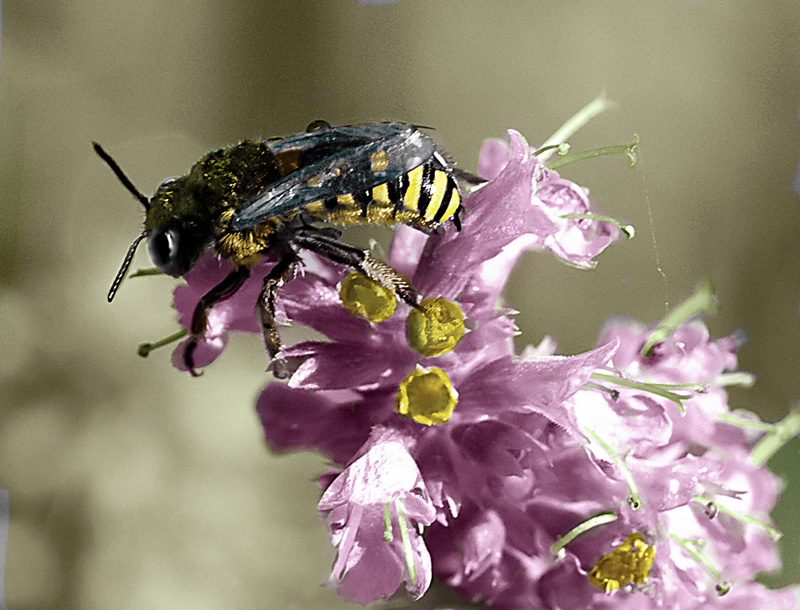 Photoshop-Design von noviceatbest für DesignCrowd (Community Contests) | Design #8950290