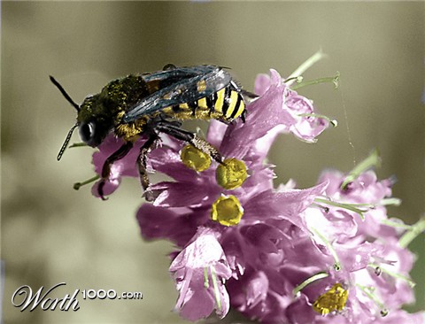 Photoshop Design by noviceatbest