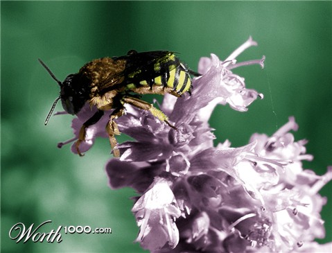 Photoshop Design by sveltwolf
