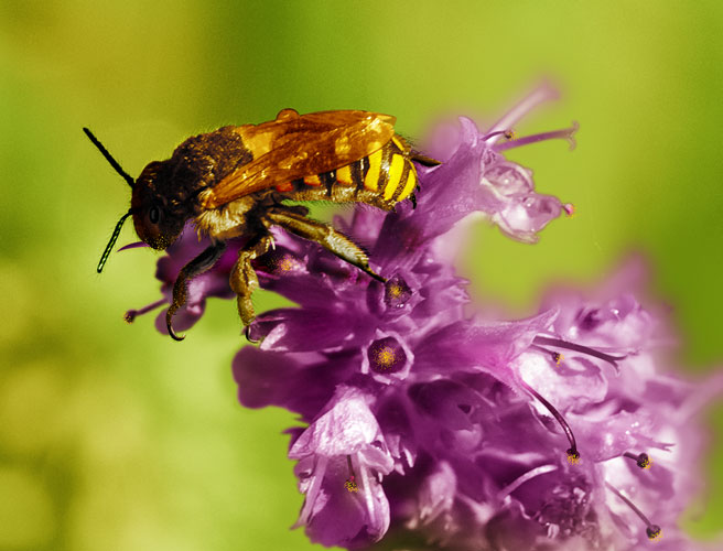 Photoshop Design by sandeshpshinde for DesignCrowd (Community Contests) | Design #8950345