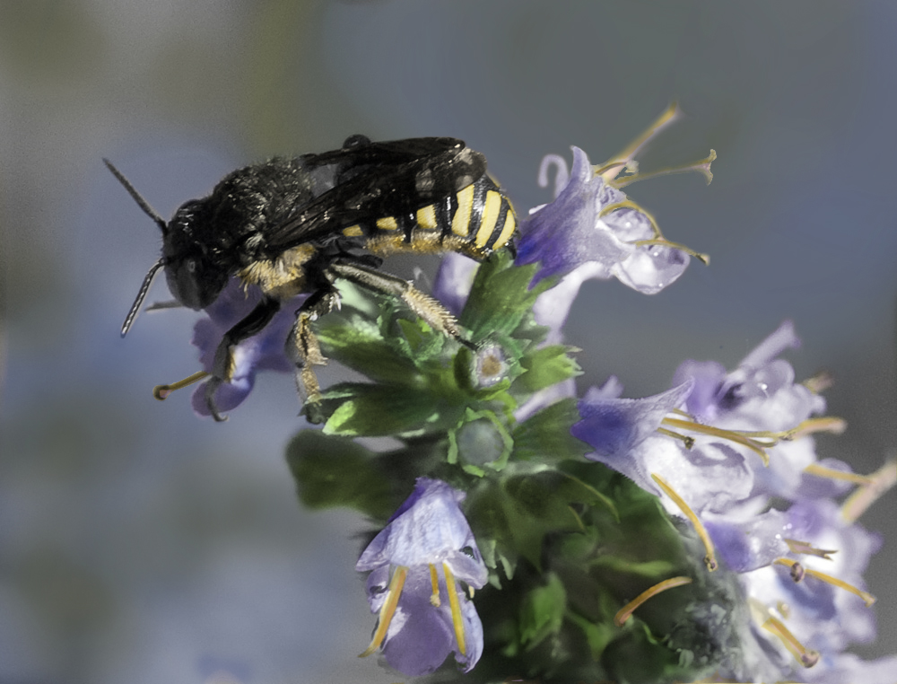 Diseño de Photoshop por CapnHank para DesignCrowd (Community Contests) | Diseño #8950362