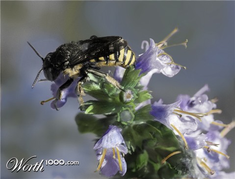 Photoshop Design by CapnHank