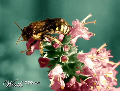 Photoshop Design by ConnieB