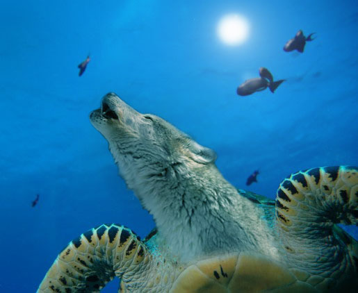 Photoshop Design by Pucker for DesignCrowd (Community Contests) | Design #8948653