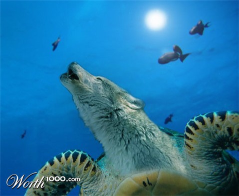 Photoshop Design by Pucker