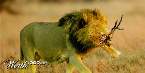 Photoshop Design by warewullf